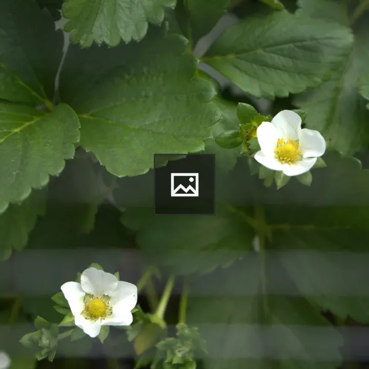 Strawberry Plant with Flowers