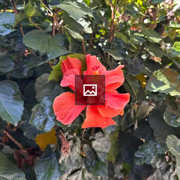 Hibiscus Flower on Green Leaves