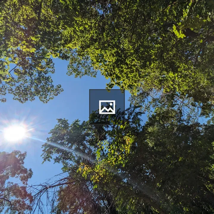 Sun Through Tree Tops