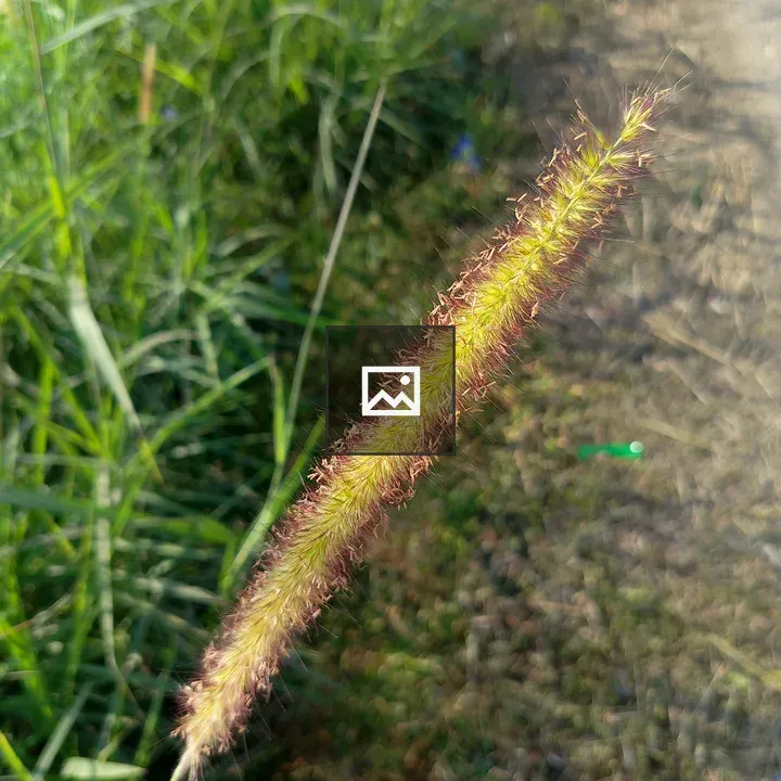 Grass flower spike held in hand