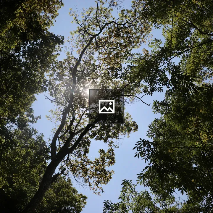 Sun Behind Trees in Forest