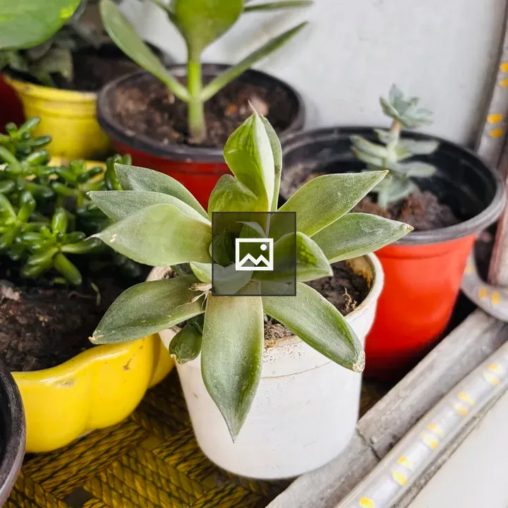 Small succulent in white pot