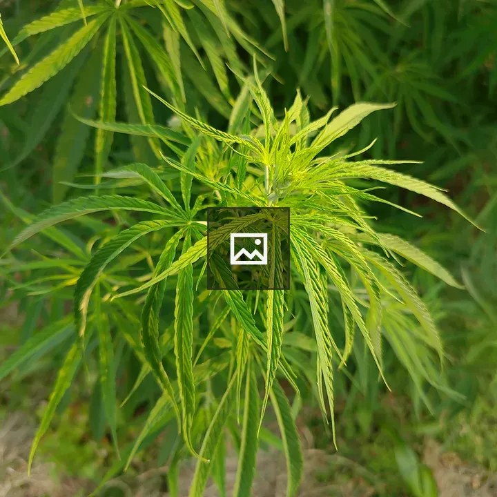 Bright green cannabis leaves