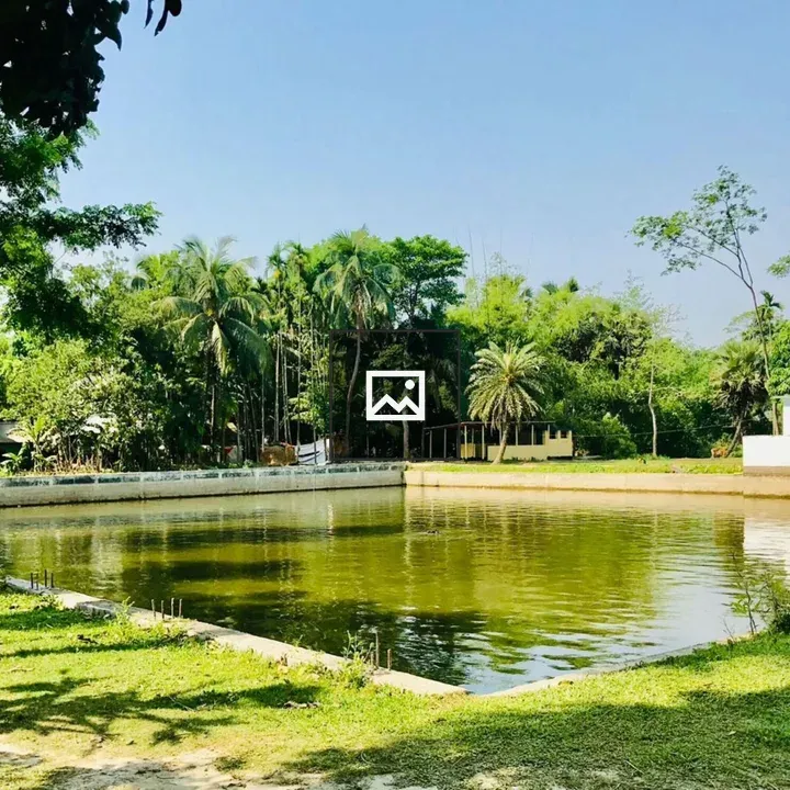 Pond Among Palm Trees