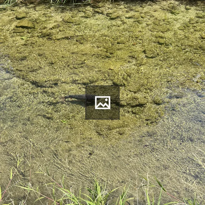 Brownish-gray creature under water