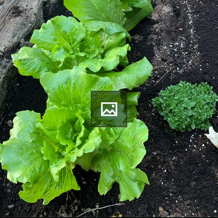 Lettuce from the garden