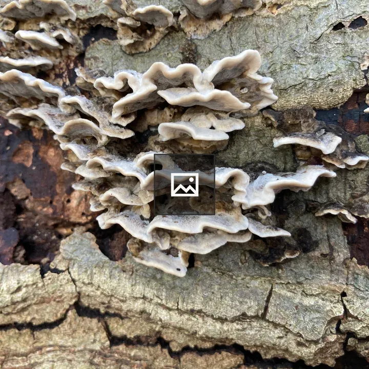 Close-up Bark with Fungus