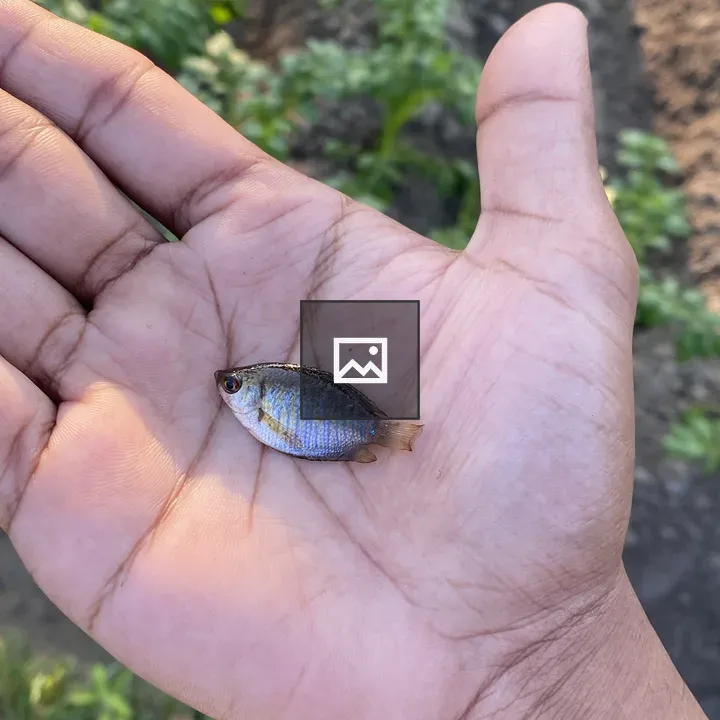 Tiny iridescent blue fish
