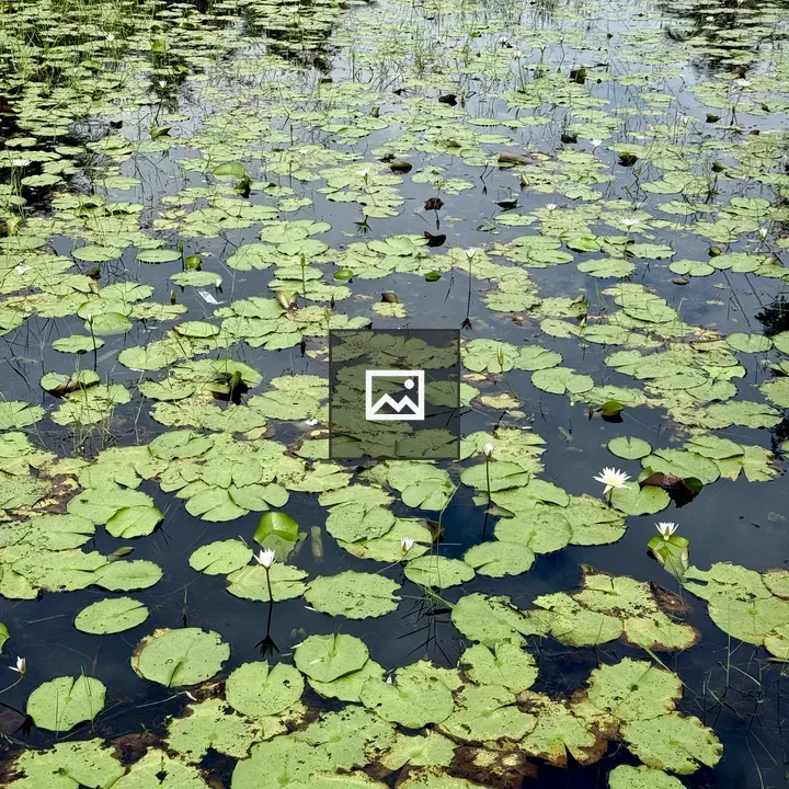 Floating lily pads on pond