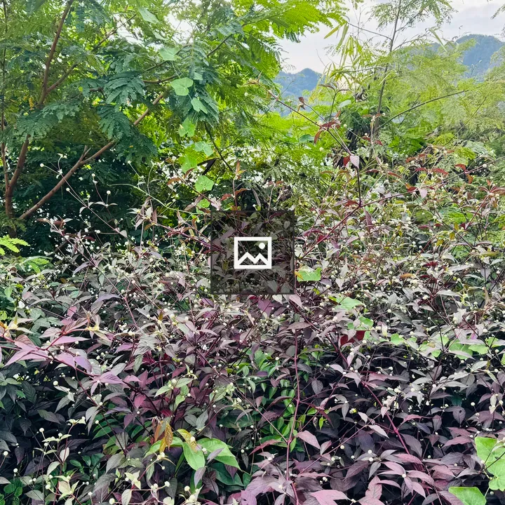 Dense green and purple foliage