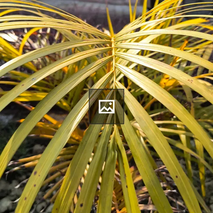 Palm fronds close-up