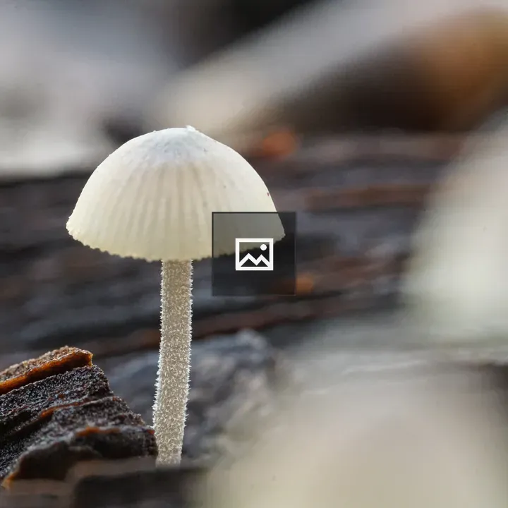 Tiny mushroom on bark