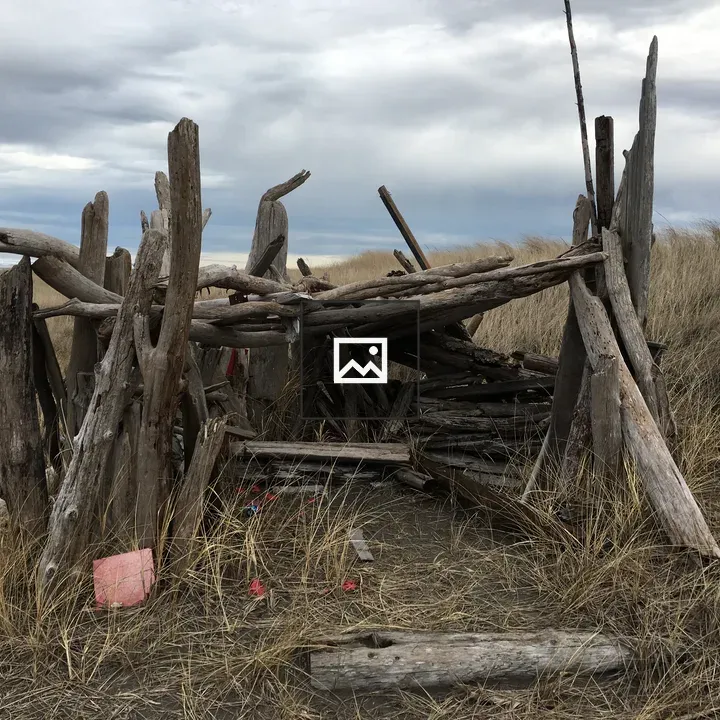 Structure of driftwood dunes
