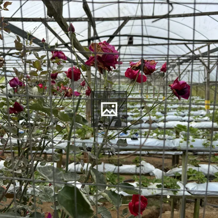 Greenhouse with red roses behind fence