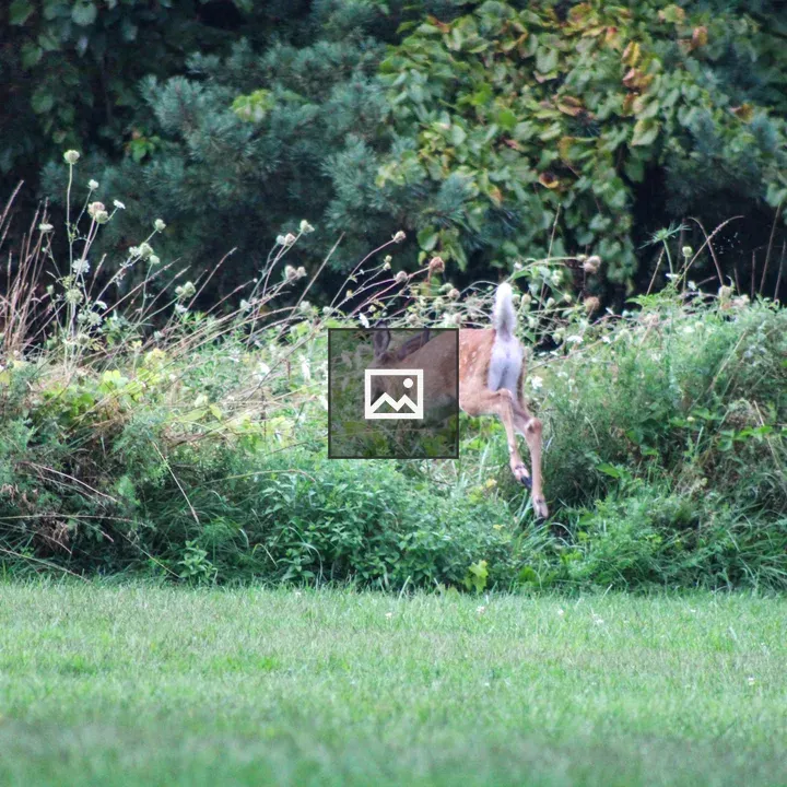 White-tailed fawn leaping from lawn
