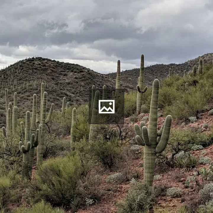 Many tall cacti on a hill