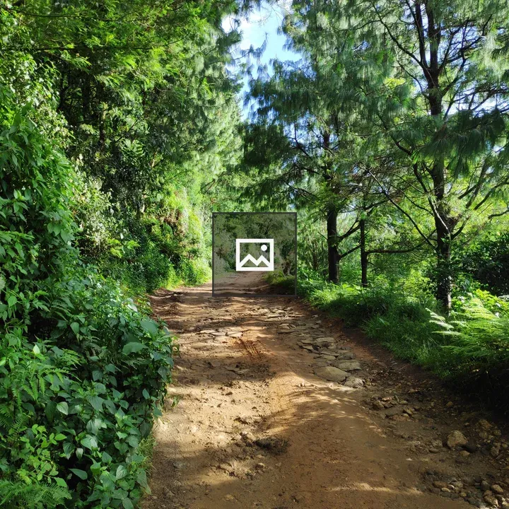 Off-road Track in Forest