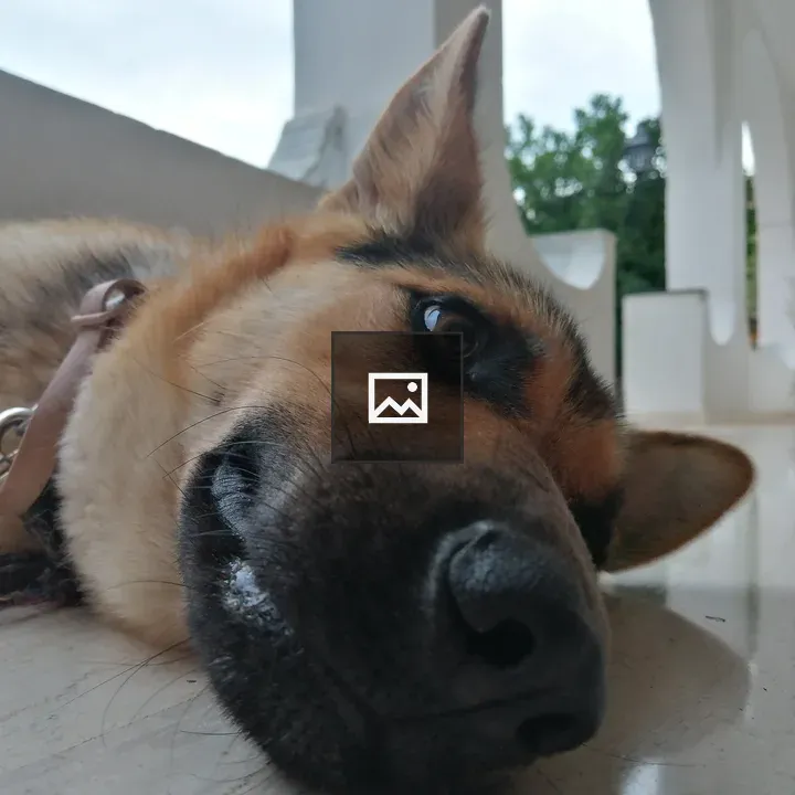 Sleepy Dog on Floor