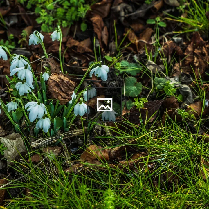 Isolated flowers