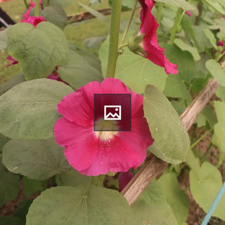 Pink flower in green garden