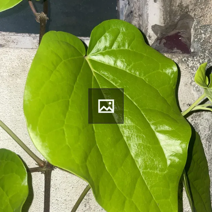 Glossy green leaves on stem