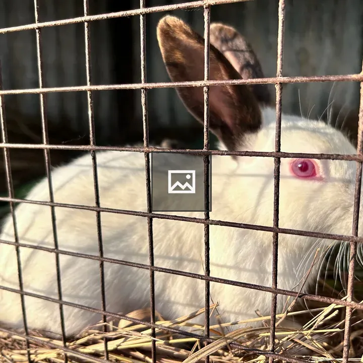 White rabbit in cage