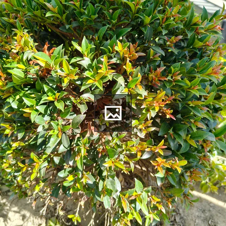 Compact glossy shrub