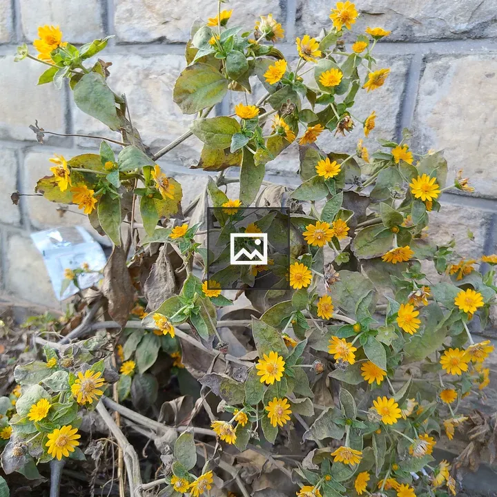 Yellow flower cluster on wilted stem