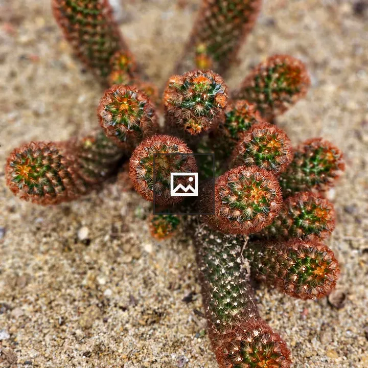 Cacti with Orange-Tipped Spines