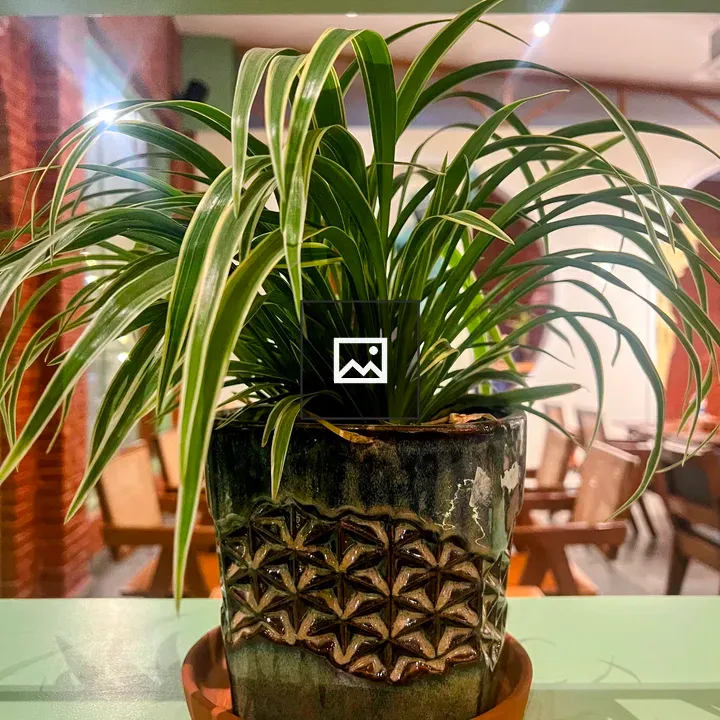 Spider Plant in Teal Ceramic Pot