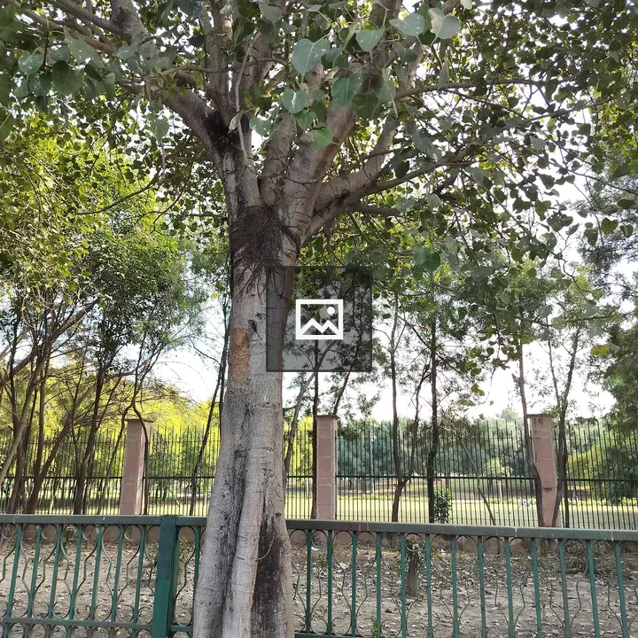 Sacred fig tree by railings