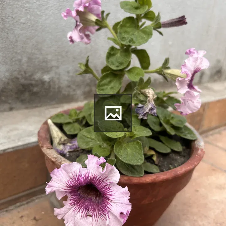 Terracotta Pot with Pink Flower