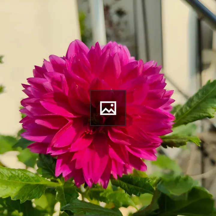 Pink dahlia flower garden