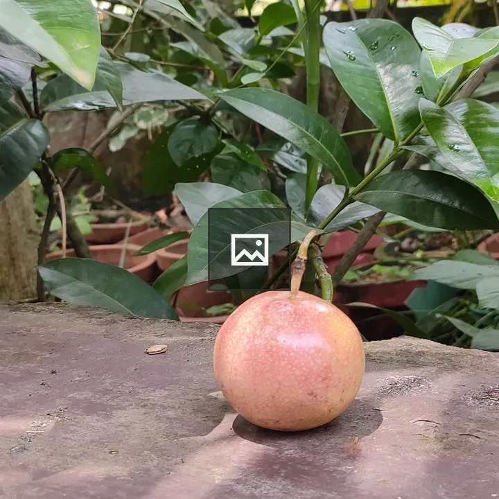 Round Pink Passion Fruit