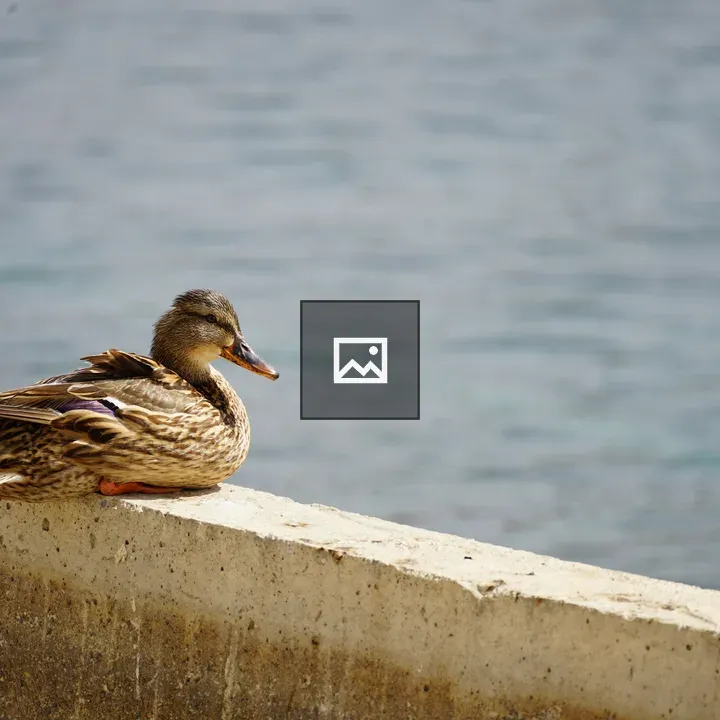 Duck on Concrete Ledge