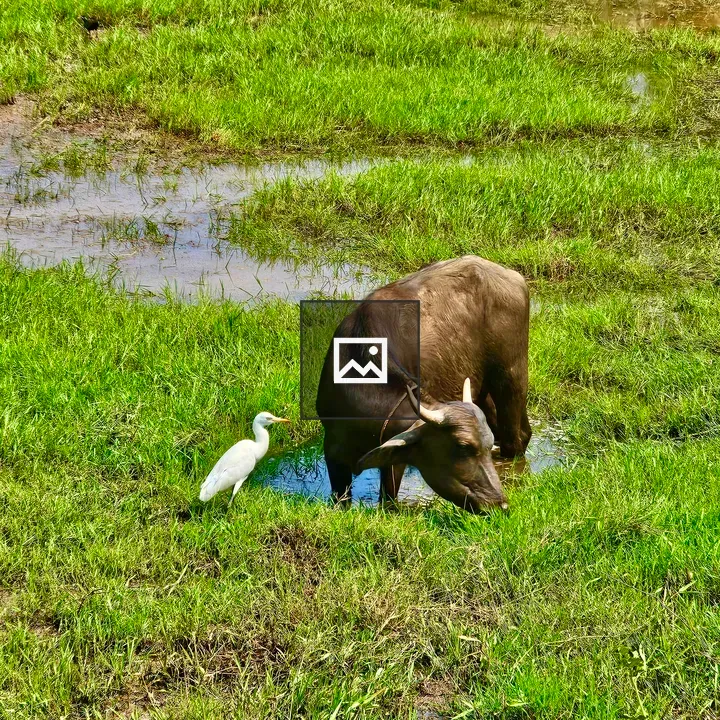 Buffalo and Egret Interaction