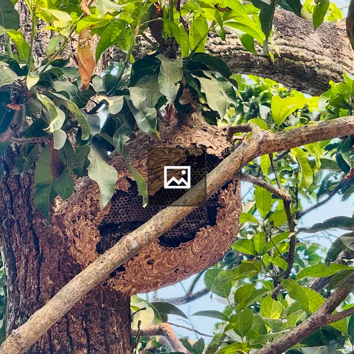 Wasp Nest on Tree Branch
