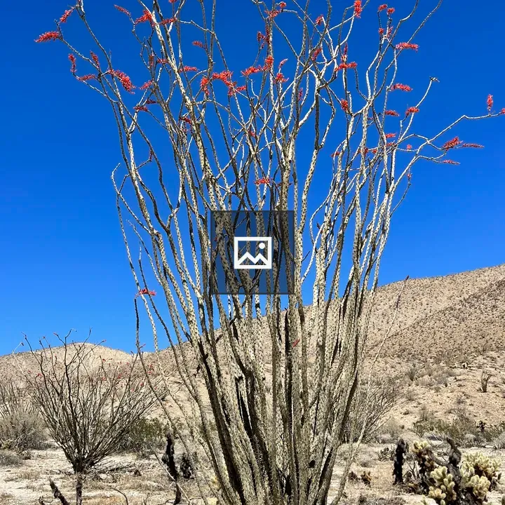 Flowering Ocotillo in Desert