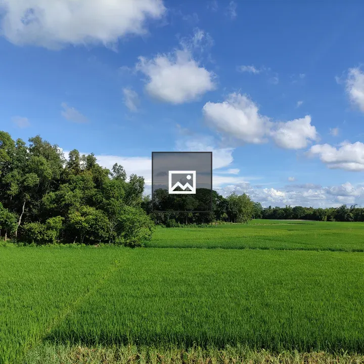 Rice field in Terai landscape