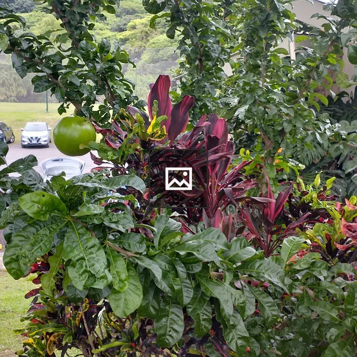 Jicaro fruit on tree