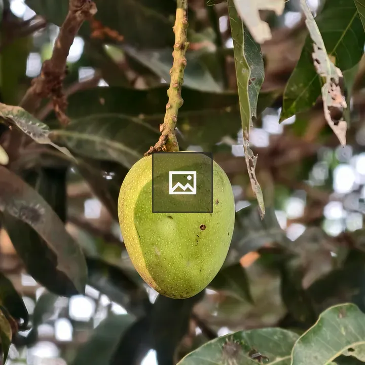 Young green mango on branch