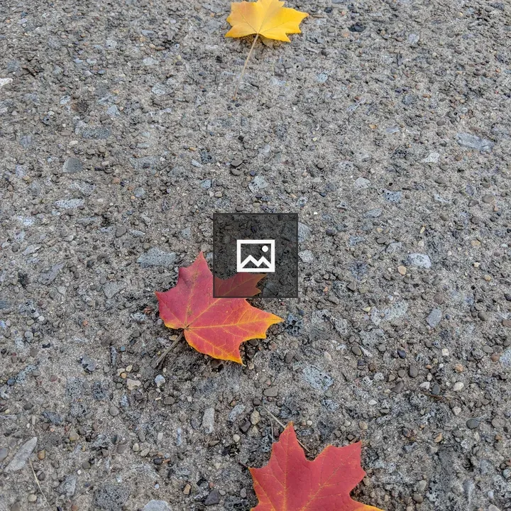 Leaves on Concrete