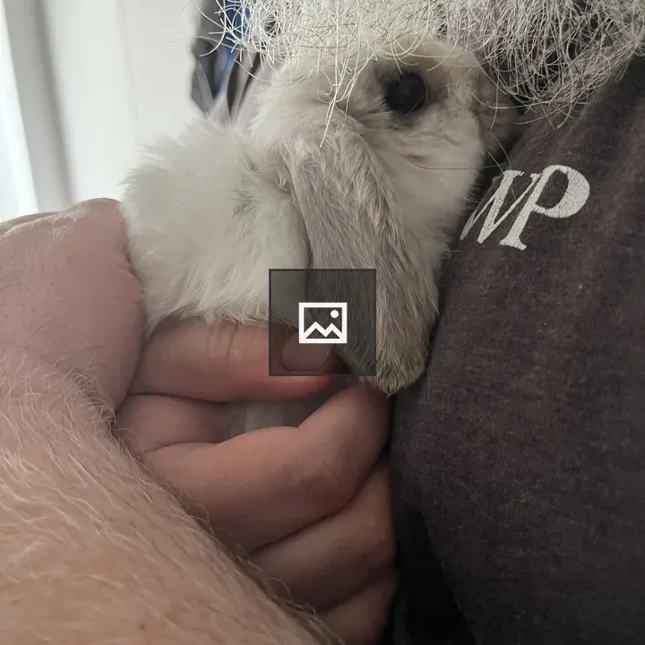 Baby bunny cuddling