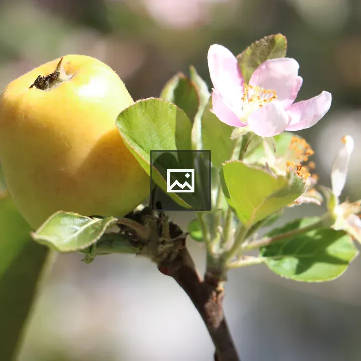 Apple on Tree with Blossom