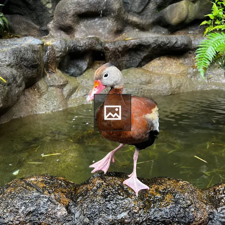 Duck on Wet Rock by Water