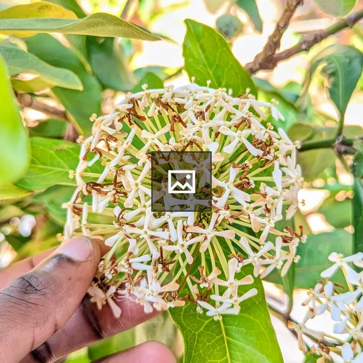 Hand holding jasmine flowers