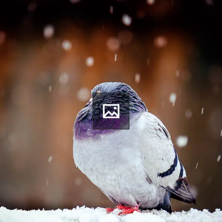 Pigeon Sleeping in Snow