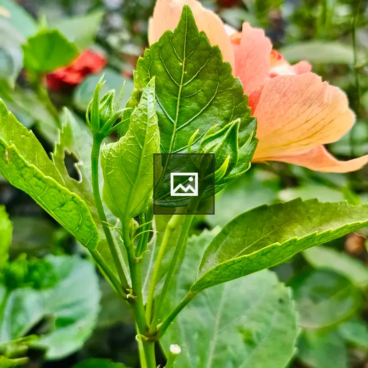 Yellow hibiscus with buds