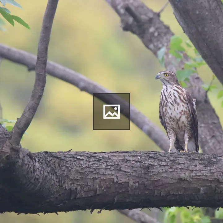 Crested Goshawk on Branch