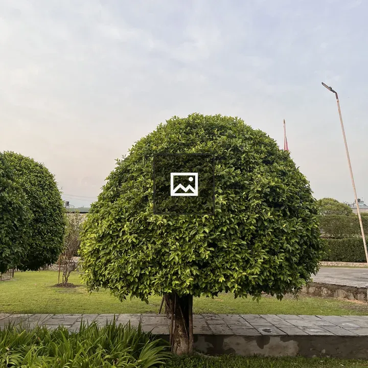 Three rounded trees in landscape